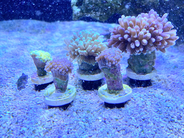 Coral Sand Stand Frag Rack for Coral Plugs