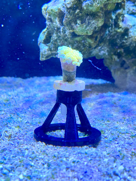 Coral Sand Stands for Coral Plugs